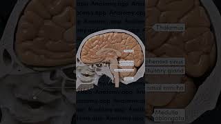 Sagittal section of the skull with the brain included [upl. by Humphrey]