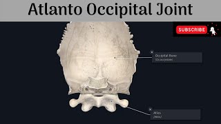 Atlanto Occipital Joint  Type  Articular Surfaces  Ligaments  Movements  Muscles [upl. by Hyps402]