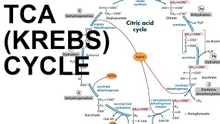 TCACitric Acid Krebs Cycle [upl. by Aem]