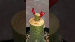 Adenium Single Grafting Technique  desert rose plant grafting Adenium tablet plants desertrose [upl. by Letsirk]