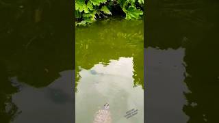 Feeding wild British river terrapins  turtles nature video  They love bread [upl. by Meir]