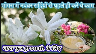 🔴 मोगरा पौधा में नवंबर सर्दियों से पहले ही करें ये काम जादा फूल जादा growth के लिए Mogra winter care [upl. by Lau]