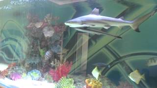 Huge private shark tank with fish [upl. by Janis529]