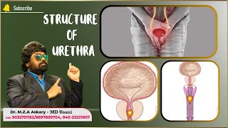 STRUCTURE OF URETHRA  Dr MZA Askary  MD Unani [upl. by Chesnut]