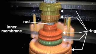 bacterial flagellum [upl. by Allina]