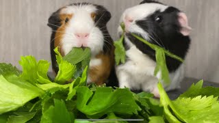 Guinea Pig Eating Celery Leaves for Relaxation and Entertainment  Mukbang 29 [upl. by Htepsle]