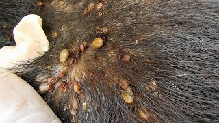 Dog Ticks Remove  Easy And Fast Way To Remove All Ticks From Poor Dog  Save Poor Dog EP 97 [upl. by Ayekam]