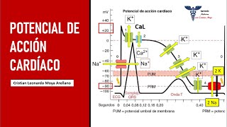 🔴 POTENCIAL DE ACCIÓN CARDÍACO  FISIOLOGÍA CARDÍACA [upl. by Snider]