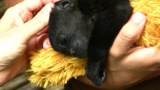 Costa Rica Baby Howler Monkeys [upl. by Eliezer]