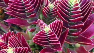 Colorful house plants to Boost Curb Appeal in the home [upl. by Airogerg391]