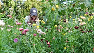 Starting Strawflower Seeds  Seed Starting Setup amp Schedule for Hardy and Tender Annuals [upl. by Annairdua]