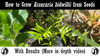 How to grow Araucaria bidwillii Bunya Pines from Seeds with Results [upl. by Drye39]