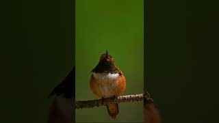 Rufous Hummingbird [upl. by Bellanca]