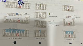 DNA repairs made easy neetpg mnemonics inicet usmle [upl. by Frannie989]