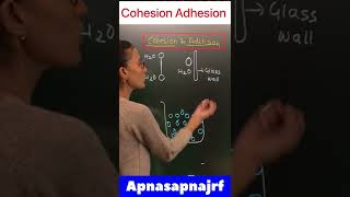 Cohesion and adhesion difference  apnasapnajrf [upl. by Muirhead]