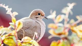 The sound of the Mourning dove  Bird Sounds  10 Hours [upl. by Adehsor]