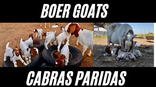 Cabras Boer Paridas Goats Boer [upl. by Marou657]