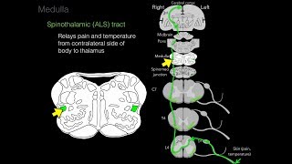 Foundational features of the brainstem [upl. by Mick]