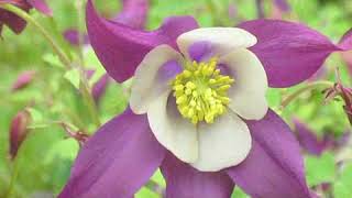 How to Grow Columbine Aquilegia [upl. by Port458]