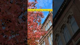 Autumn days🍁travel europeleuven [upl. by Hada]