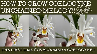 How to grow Coelogyne Unchained Melody its relatively easy [upl. by Eynahpets]