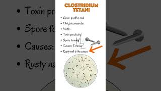 Clostridium tetani causes tetanus  Lockjaw tetanus clostridium [upl. by Stirling913]