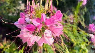 Adding the beautifully unique Cleome spider flower to your garden and attracting pollinators [upl. by Er256]