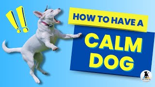 How to calm a dog 3 ways to help hyper and over excited dogs relax [upl. by Milks]