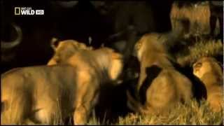 LOS ULTIMOS LEONES DOCUMENTAL NAT GEO parte 4 [upl. by Iatnwahs]