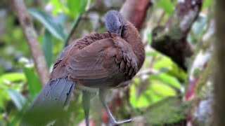 Greyheaded Chachalacas Ortalis cinereiceps [upl. by Harras]