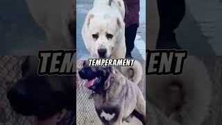 Alabai vs Kangal Shepherd Dog dog alabai kangal [upl. by Brooke]