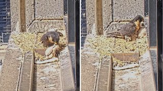 367 Collins St Falcons Chick Stumbles into Gutter 🎢 Mum Retrieves Corrals all 3 🤹🏽 2024 Oct 16 [upl. by Otrepur]