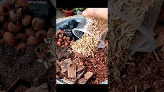 Simple Potting Soil Mix Recipe for Indoor Plant  Monstera Deliciosa  Monster Plant Soil [upl. by Bron251]