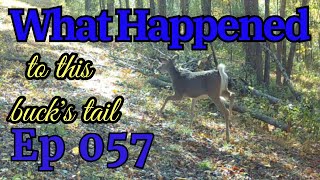 West Virginia Wildlife Episode 057 [upl. by Roban]