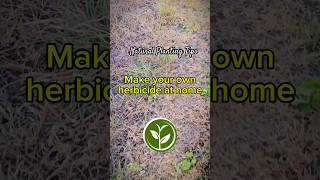 Make your own herbicide at home youtubeshorts shortvideo garden howto farming plant video [upl. by Deeann]