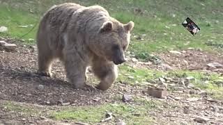 LOurs de Syrie est la plus petite espèce dOurs brun  Zoo de Montpellier  Hérault France [upl. by Giles]