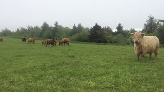 Scottish Highland Cattle Running Through NH Fields [upl. by Nomrej741]