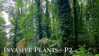 Invasive Plants  P2 [upl. by Zelig]