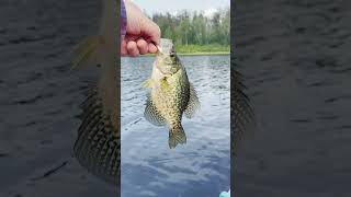 North Cross Lake  Crappie Fishing [upl. by Materi32]