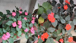 How to Care for a Chinese Blossom Plant [upl. by Atiram630]