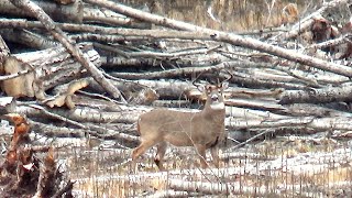 An Emotional Roller Coaster  2024 Whitetail Deer Hunt [upl. by Adnohser]