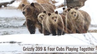 Grizzly 399 amp 4 Cub Playing  Wonderful Wyoming Wildlife [upl. by Drucie]