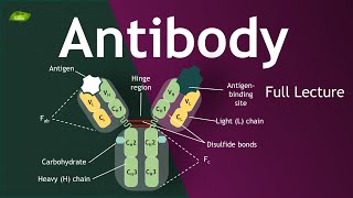 Antibody  Full Lecture with Animation  Immunology  Basic Science Series [upl. by Bern]