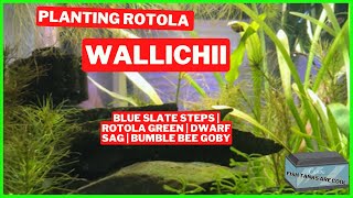 Planting Rotala Wallichii  3 Gallon Slate Staircase Aquascape  Planted Aquarium [upl. by Jonell]