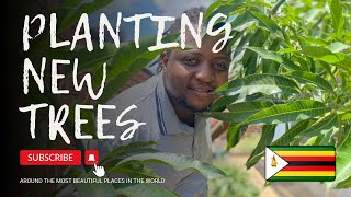 28 Orchard Update Planting New Trees  Building in the village 🇿🇼  Life in The Village [upl. by Nnil]