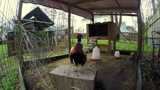 Ringneck Pheasant Courtship [upl. by Onailimixam682]