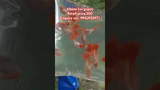 Albino koi guppy low price eny enquiry call meDelivaryavailableguppyfishfarmkochi kanyakumari [upl. by Nylorahs]