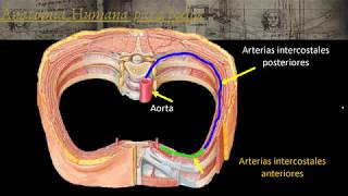 Angiología de tórax parte I [upl. by Dnilasor]