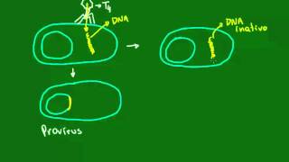 Ciclo lisogênico dos bacteriófagos  Diversidade dos Seres Vivos  Biologia [upl. by Balcke395]