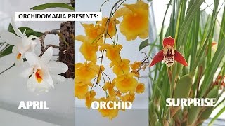 Orchidomania Presents April Orchid Surprise [upl. by Chen]